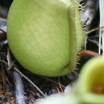 Nepenthes ampullaria Leaf