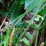 Scleria secans Цвят