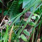 Scleria secans Blomma