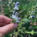 Salvia moorcroftiana Flower