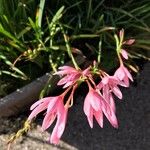 Hesperantha coccinea 花