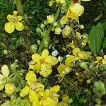 Verbascum speciosum Flor