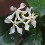 Voacanga africana Blomma