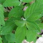 Lippia alba Foglia