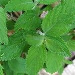 Lippia alba Leaf