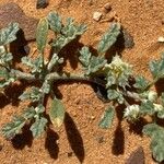 Neurada procumbens Vekstform