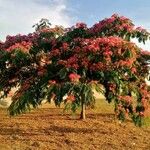 Albizia julibrissinΛουλούδι