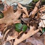 Rubus hispidus Leaf