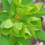 Chamaesyce serpens Цвят