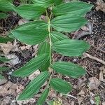 Maianthemum racemosum Blatt