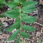 Maianthemum racemosum 葉