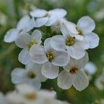 Hornungia alpina Λουλούδι