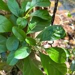 Cordia gerascanthus Blad