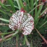 Sarracenia leucophylla 葉