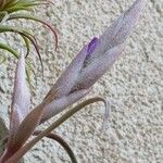 Tillandsia paucifolia 花