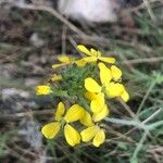 Coincya monensis Flower