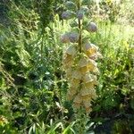 Digitalis ferruginea Habit