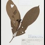 Rudgea stipulacea Fruit