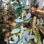 Chamaecrista desvauxii Fuelha