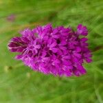 Anacamptis pyramidalisFlower