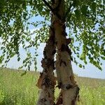 Betula papyrifera बार्क (छाल)