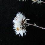 Anaphalioides papuana Flor