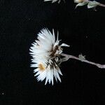 Anaphalioides papuana Flower