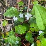 Omphalodes verna Blad