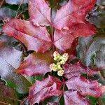 Berberis repens Fleur