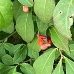 Euonymus alatus ഫലം