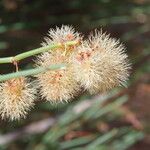 Calligonum polygonoides Fruit