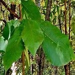 Carya tomentosa Leaf