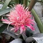 Aechmea fasciata Flower