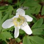 Anemonoides nemorosa Blüte