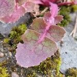 Lactuca muralis Feuille