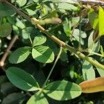 Crotalaria pallida Лист