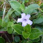 Ruellia prostrata Хабит