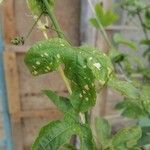 Passiflora edulis Blatt