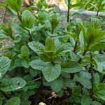 Mentha × piperita Feuille