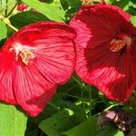 Hibiscus palustris Virág