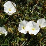 Convolvulus lineatus Çiçek