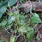 Peperomia pellucida Habit