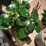 Peperomia serpens Folla