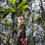 Berberidopsis corallina Blad