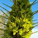 Puya chilensis ᱵᱟᱦᱟ