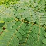 Albizia ferruginea Leaf