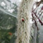 Cleistocactus winteri Muu