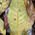Funtumia africana Folio