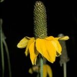 Ratibida columnifera फूल