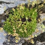 Saxifraga moschata